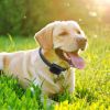 Electric Dog Fence System with Water-Resistant Collar for Small, Medium & Large Dogs