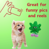 My Name is Lil' Mary Jane, Cute Stuffed Parody Marijuana Leaf Cat Toy, Funny Catnip Weed Theme Toy, Cool Plush Novelty 420 Gift for Cats & Kittens