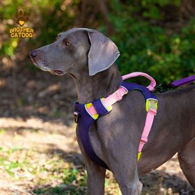 Explosion-proof Chest Dog Sling (select: AN6-purple-M)