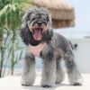 No Pull Breathable Dog Vest Harness