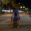 Light Up Dog Harness Rechargeable LED