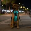 Light Up Dog Harness Rechargeable LED