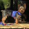 Tropical Surf Fabric Dog Harness with Leash